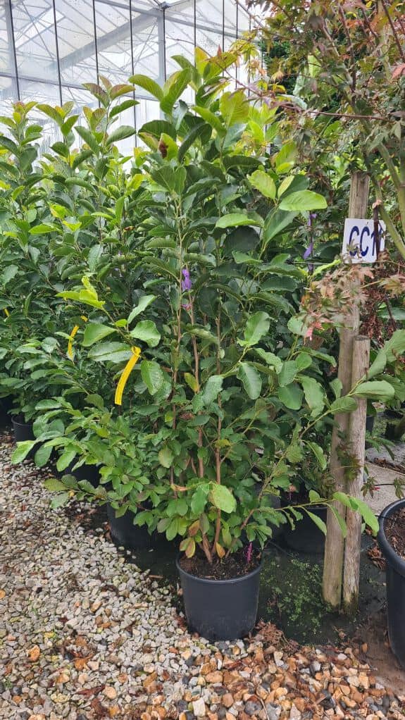 Magnolia x loebneri 'Merrill' 150-175 cm